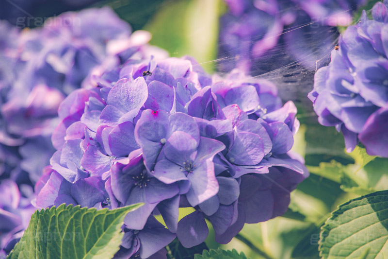 満開のアジサイ,あじさい,アジサイ,アナベル,紫陽花,蜘蛛の巣,クモの巣,くもの巣,巣,梅雨,つゆ,ホンアジサイ,季語,花,フラワー,満開,6月,flower,フルサイズ撮影