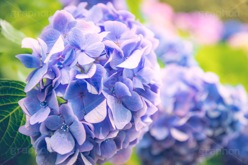 満開のアジサイ,あじさい,アジサイ,アナベル,紫陽花,梅雨,つゆ,ホンアジサイ,季語,花,フラワー,満開,6月,flower,フルサイズ撮影
