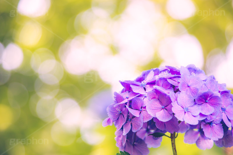満開のアジサイ,あじさい,アジサイ,アナベル,紫陽花,梅雨,つゆ,ホンアジサイ,季語,花,フラワー,満開,6月,玉ボケ,丸ボケ,flower,フルサイズ撮影