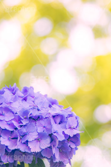 満開のアジサイ,あじさい,アジサイ,アナベル,紫陽花,梅雨,つゆ,ホンアジサイ,季語,花,フラワー,満開,6月,玉ボケ,丸ボケ,flower,フルサイズ撮影