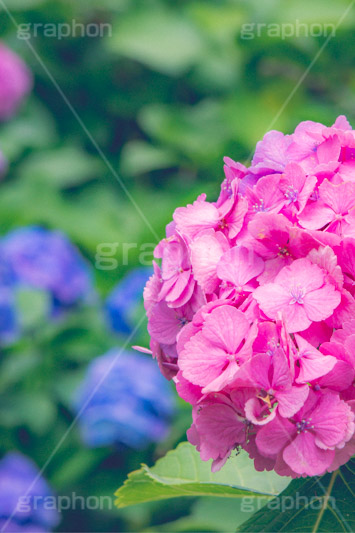 満開のアジサイ,あじさい,アジサイ,アナベル,紫陽花,梅雨,つゆ,ホンアジサイ,季語,花,フラワー,満開,6月,flower,フルサイズ撮影