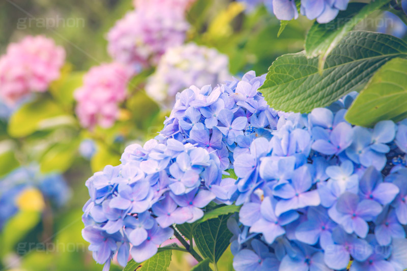 満開のアジサイ,あじさい,アジサイ,アナベル,紫陽花,梅雨,つゆ,ホンアジサイ,季語,花,フラワー,満開,6月,flower,フルサイズ撮影