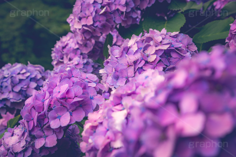 満開のアジサイ,あじさい,アジサイ,アナベル,紫陽花,梅雨,つゆ,ホンアジサイ,季語,花,フラワー,満開,6月,flower,フルサイズ撮影