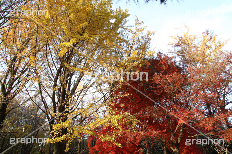 紅葉,こうよう,もみじ,モミジ,紅葉狩り,黄葉,落葉広葉樹,カエデ科,秋,季語,色づく,キレイ,きれい,綺麗,照紅葉,照葉,japan,autumn
