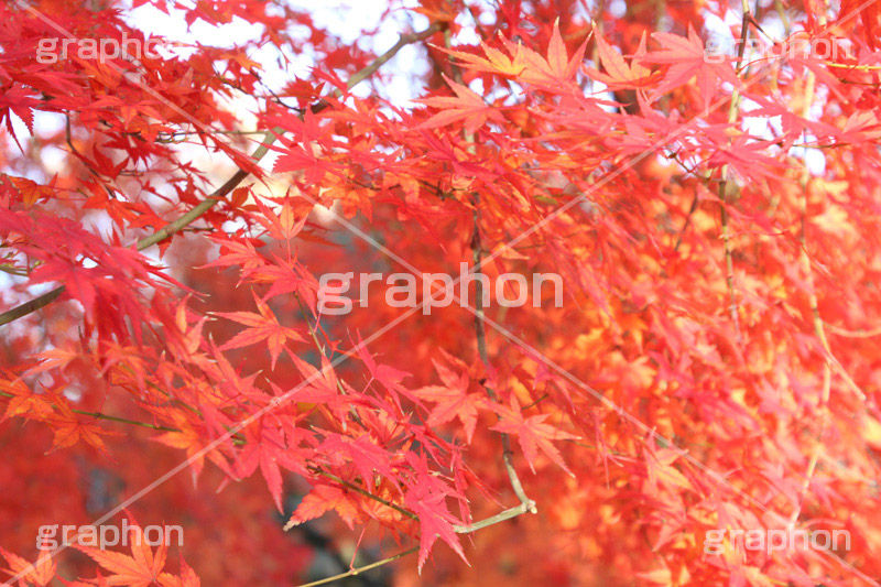 もみじ,モミジ,紅葉,こうよう,紅葉狩り,黄葉,落葉広葉樹,カエデ科,秋,季語,色づく,キレイ,きれい,綺麗,照紅葉,照葉,japan,autumn