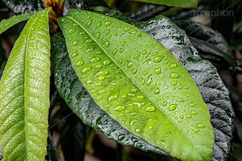 葉に雨粒,雨,あめ,雨の日,草,植物,水滴,雨粒,小雨,梅雨,つゆ,レイン,アジサイ,自然,rain,フルサイズ撮影