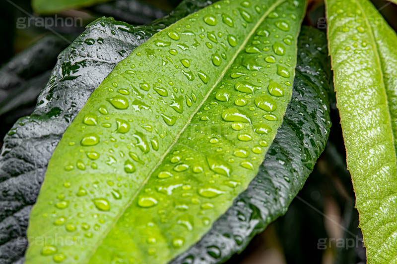 葉に雨粒,雨,あめ,雨の日,草,植物,水滴,雨粒,小雨,梅雨,つゆ,レイン,アジサイ,自然,rain,フルサイズ撮影