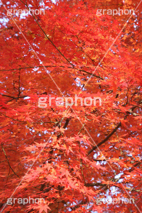もみじ,モミジ,紅葉,こうよう,紅葉狩り,黄葉,落葉広葉樹,カエデ科,秋,季語,色づく,キレイ,きれい,綺麗,照紅葉,照葉,japan,autumn
