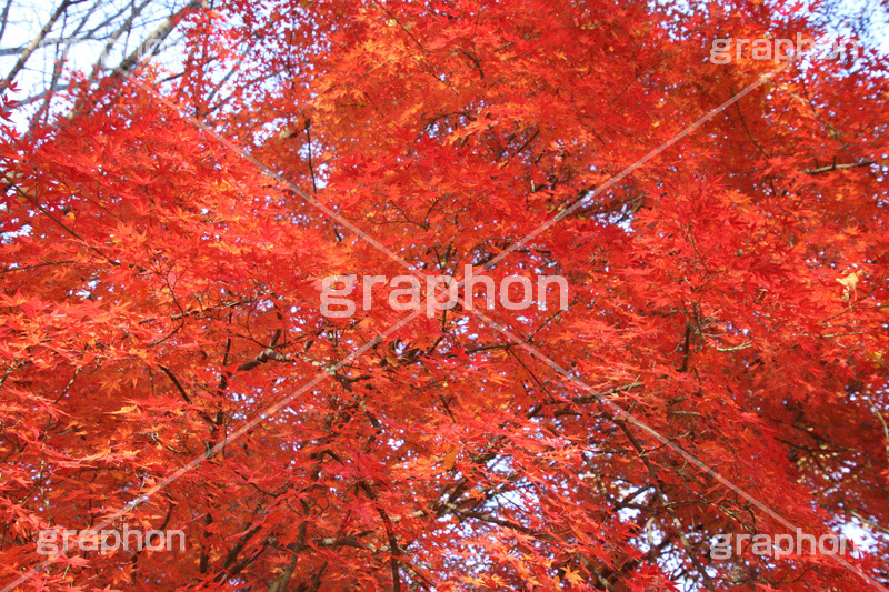 もみじ,モミジ,紅葉,こうよう,紅葉狩り,黄葉,落葉広葉樹,カエデ科,秋,季語,色づく,キレイ,きれい,綺麗,照紅葉,照葉,japan,autumn