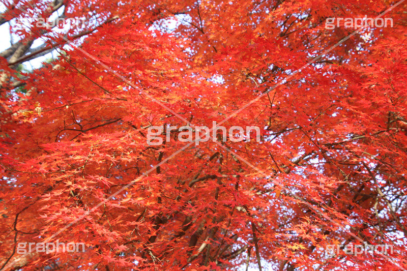 もみじ,モミジ,紅葉,こうよう,紅葉狩り,黄葉,落葉広葉樹,カエデ科,秋,季語,色づく,キレイ,きれい,綺麗,照紅葉,照葉,japan,autumn