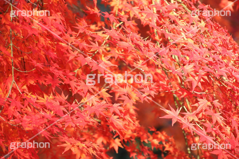 もみじ,モミジ,紅葉,こうよう,紅葉狩り,黄葉,落葉広葉樹,カエデ科,秋,季語,色づく,キレイ,きれい,綺麗,照紅葉,照葉,japan,autumn