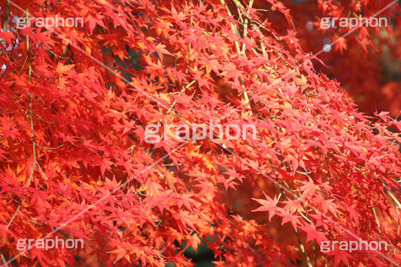 もみじ,モミジ,紅葉,こうよう,紅葉狩り,黄葉,落葉広葉樹,カエデ科,秋,季語,色づく,キレイ,きれい,綺麗,照紅葉,照葉,japan,autumn