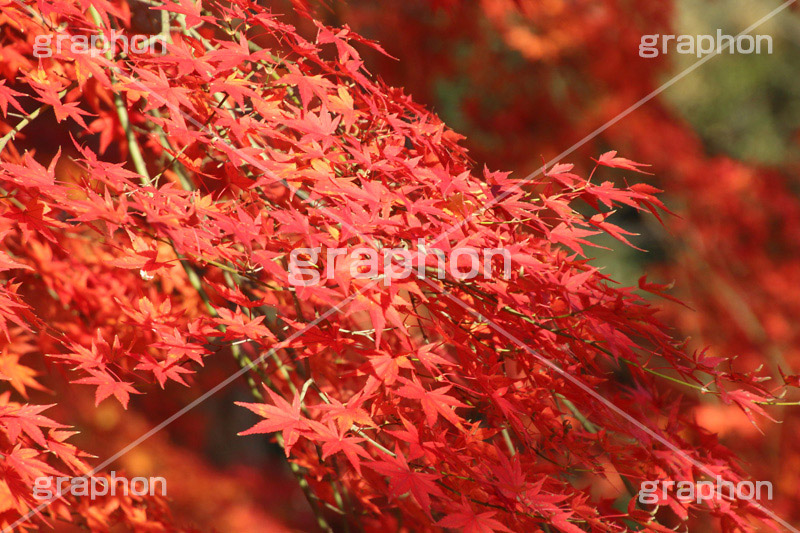 もみじ,モミジ,紅葉,こうよう,紅葉狩り,黄葉,落葉広葉樹,カエデ科,秋,季語,色づく,キレイ,きれい,綺麗,照紅葉,照葉,japan,autumn