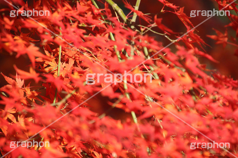 もみじ,モミジ,紅葉,こうよう,紅葉狩り,黄葉,落葉広葉樹,カエデ科,秋,季語,色づく,キレイ,きれい,綺麗,照紅葉,照葉,japan,autumn