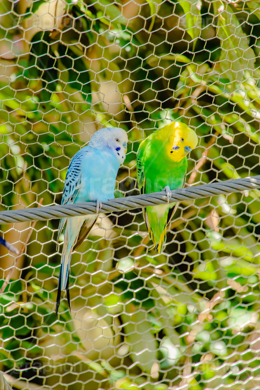 インコ,セキセイインコ,オウム科,鳥,とり,並ぶ,綱,bird,フルサイズ撮影