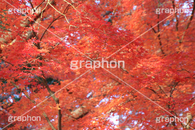 もみじ,モミジ,紅葉,こうよう,紅葉狩り,黄葉,落葉広葉樹,カエデ科,秋,季語,色づく,キレイ,きれい,綺麗,照紅葉,照葉,japan,autumn