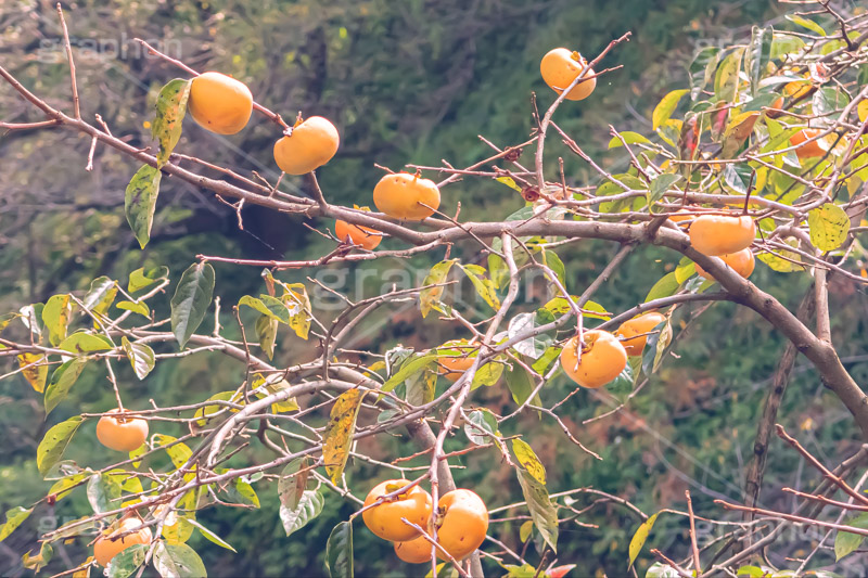 柿の木,柿,かき,秋の味覚,フルーツ,渋い,甘い,果物,季語,秋,秋の気配,fruit,japan,autumn