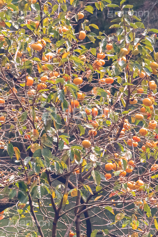 柿の木,柿,かき,秋の味覚,フルーツ,渋い,甘い,果物,季語,秋,秋の気配,fruit,japan,autumn