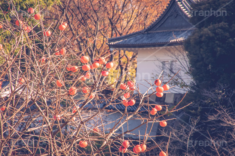 秋の武道館,柿の木,柿,かき,秋の味覚,フルーツ,渋い,果物,季語,秋,秋の気配,武道館,北の丸公園,千代田区,国民公園,江戸城,九段下,fruit,japan,autumn,フルサイズ撮影