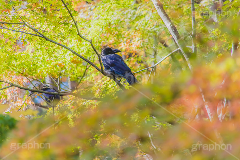 秋の気配,紅葉とカラス,カラス,からす,烏,鴉,鵶,雅,野鳥,真っ黒,黒い鳥,紅葉,こうよう,もみじ,モミジ,japan,autumn,フルサイズ撮影