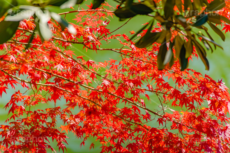 真っ赤なモミジ,もみじ,楓,かえで,カエデ,真っ赤,色づく,紅葉,自然,植物,木々,秋,赤,季語,草木,japan,autumn,フルサイズ撮影