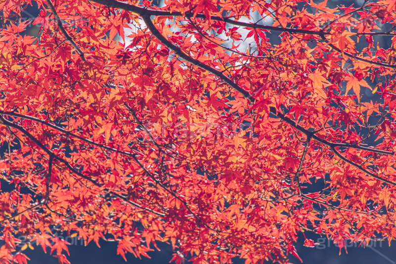 真っ赤なモミジ,もみじ,楓,かえで,カエデ,真っ赤,色づく,紅葉,自然,植物,木々,秋,赤,季語,草木,japan,autumn,フルサイズ撮影