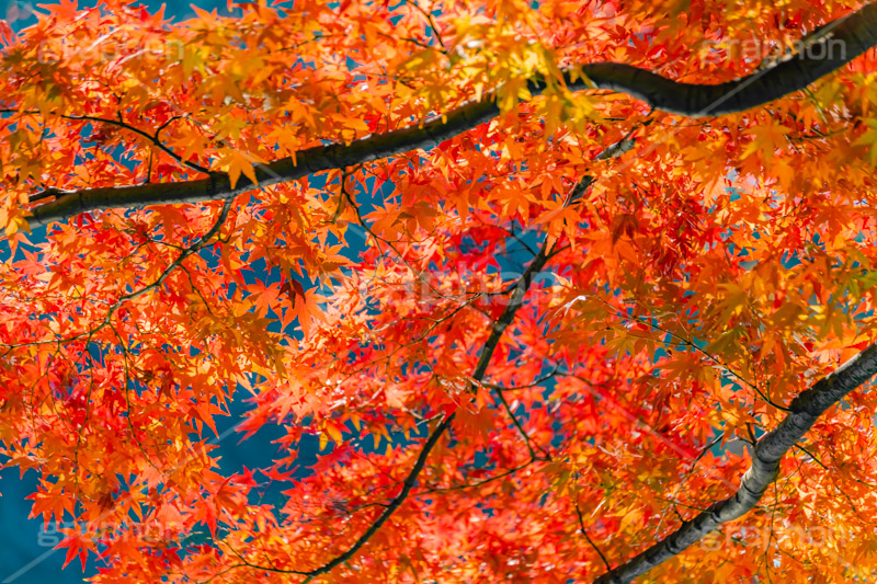真っ赤なモミジ,もみじ,楓,かえで,カエデ,真っ赤,色づく,紅葉,自然,植物,木々,秋,赤,季語,草木,japan,autumn,フルサイズ撮影