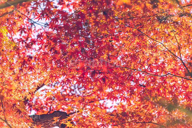 真っ赤なモミジ,もみじ,楓,かえで,カエデ,真っ赤,色づく,紅葉,自然,植物,木々,秋,赤,季語,草木,japan,autumn,フルサイズ撮影