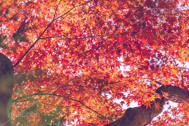 真っ赤なモミジ,もみじ,楓,かえで,カエデ,真っ赤,色づく,紅葉,自然,植物,木々,秋,赤,季語,草木,japan,autumn,フルサイズ撮影