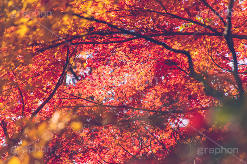 真っ赤なモミジ,もみじ,楓,かえで,カエデ,真っ赤,色づく,紅葉,自然,植物,木々,秋,赤,季語,草木,japan,autumn,フルサイズ撮影