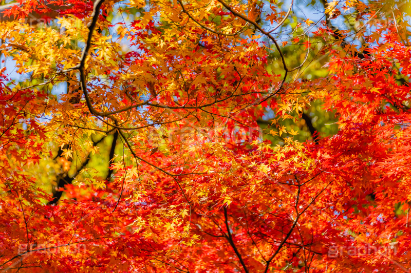 真っ赤なモミジ,もみじ,楓,かえで,カエデ,真っ赤,色づく,紅葉,自然,植物,木々,秋,赤,季語,草木,japan,autumn,フルサイズ撮影