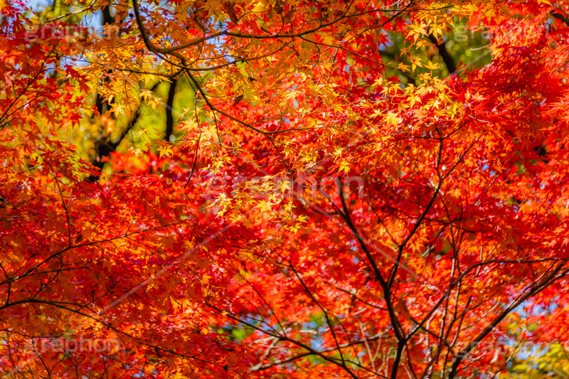 真っ赤なモミジ,もみじ,楓,かえで,カエデ,真っ赤,色づく,紅葉,自然,植物,木々,秋,赤,季語,草木,japan,autumn,フルサイズ撮影