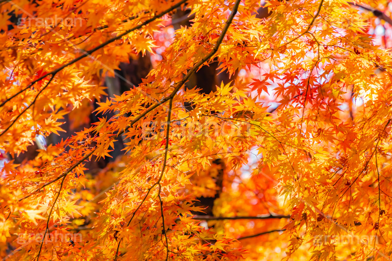 紅葉,もみじ,楓,かえで,カエデ,色づく,自然,植物,木々,秋,赤,季語,草木,japan,autumn,フルサイズ撮影