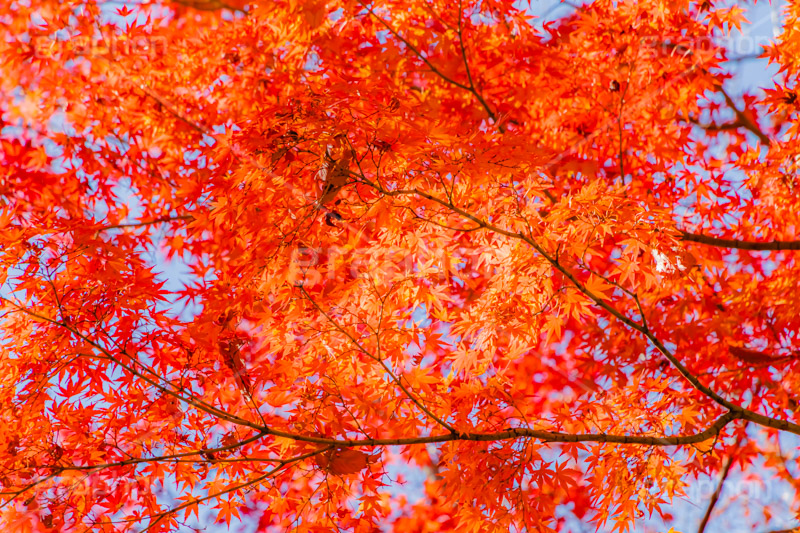 真っ赤なモミジ,もみじ,楓,かえで,カエデ,真っ赤,色づく,紅葉,自然,植物,木々,秋,赤,季語,草木,japan,autumn,フルサイズ撮影