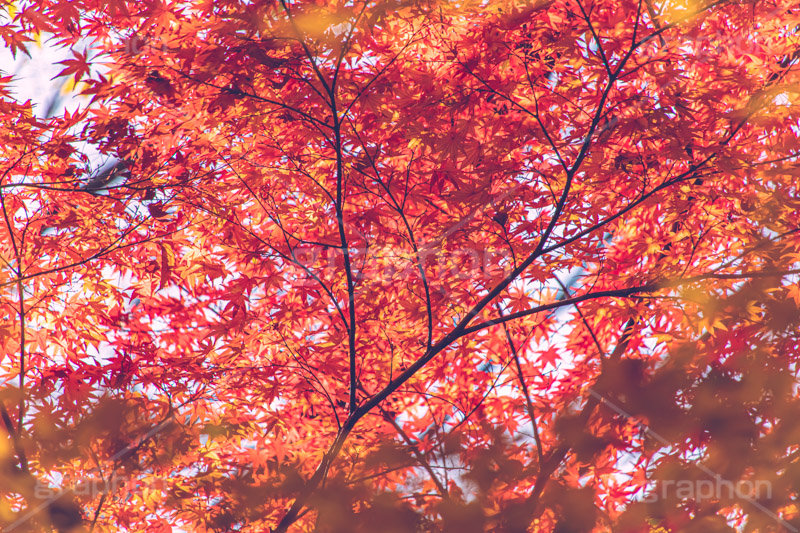 真っ赤なモミジ,もみじ,楓,かえで,カエデ,真っ赤,色づく,紅葉,自然,植物,木々,秋,赤,季語,草木,japan,autumn,フルサイズ撮影