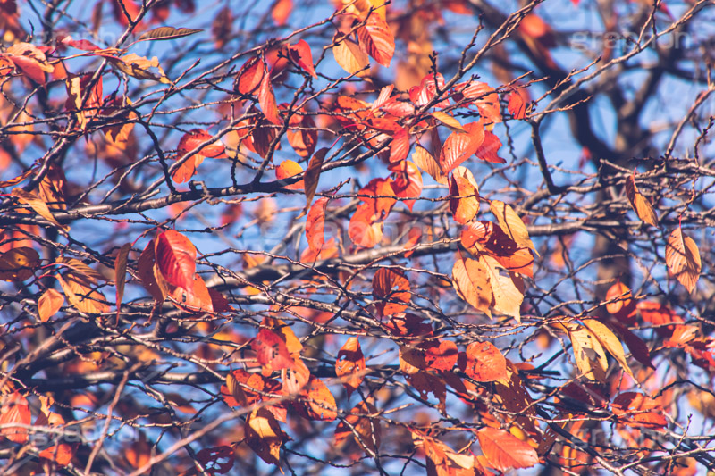 秋の気配,枯れ葉,枯葉,枯れ木,自然,植物,木々,秋,草木,japan,autumn,フルサイズ撮影