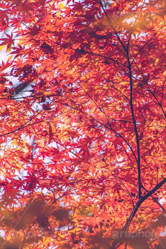 真っ赤なモミジ,もみじ,楓,かえで,カエデ,真っ赤,色づく,紅葉,自然,植物,木々,秋,赤,季語,草木,japan,autumn,フルサイズ撮影