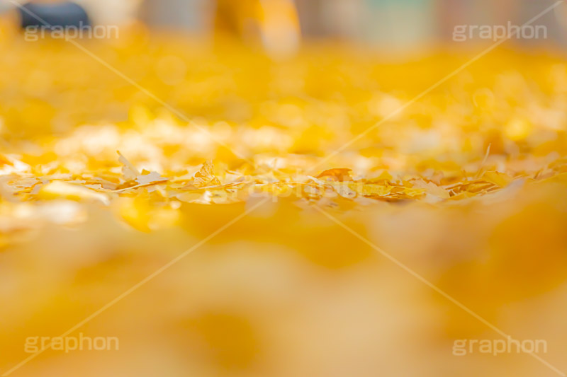 イチョウのじゅうたん,イチョウ落ち葉,イチョウ,いちょう,落ち葉,銀杏,紅葉,こうよう,もみじ,モミジ,紅葉狩り,黄葉,落葉広葉樹,秋,季語,色づく,キレイ,きれい,綺麗,照紅葉,照葉,japan,autumn,フルサイズ撮影