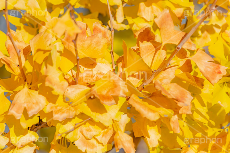 イチョウ,いちょうの葉,いちょう,銀杏,紅葉,こうよう,もみじ,モミジ,紅葉狩り,黄葉,落葉広葉樹,カエデ科,秋,季語,色づく,キレイ,きれい,綺麗,照紅葉,照葉,自然,japan,autumn,フルサイズ撮影