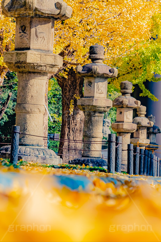 靖国神社の紅葉,千代田区,九段下,靖国神社,秋,紅葉,イチョウ,いちょう,銀杏,並木,黄色,イチョウのじゅうたん,灯篭,autumn,japan,フルサイズ撮影