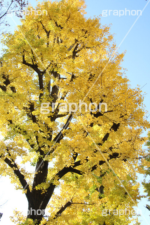 紅葉,イチョウ,いちょう,銀杏,こうよう,もみじ,モミジ,紅葉狩り,黄葉,落葉広葉樹,カエデ科,秋,季語,色づく,キレイ,きれい,綺麗,照紅葉,照葉,japan,autumn