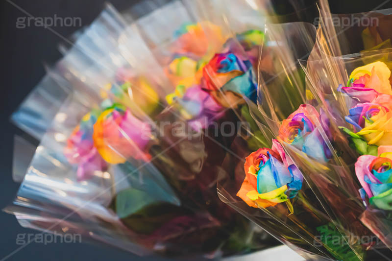 レインボーローズ,バラ,薔薇,フラワー,ローズ,花,お花,花屋,レインボー,虹色,カラフル,flower,rose,rainbow,colorful,フルサイズ撮影