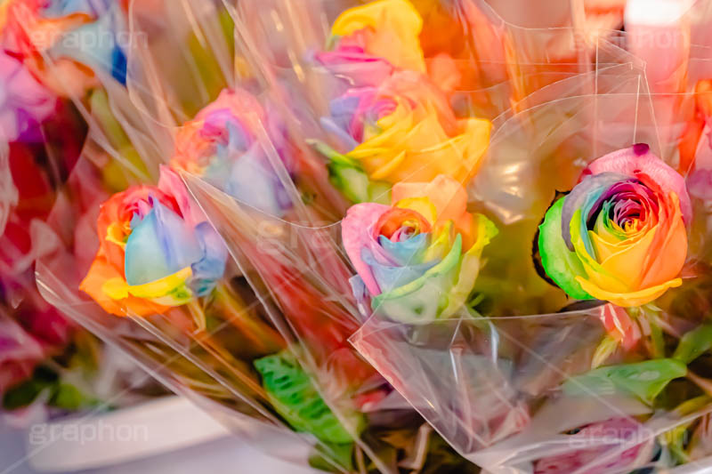 レインボーローズ,バラ,薔薇,フラワー,ローズ,花,お花,花屋,レインボー,虹色,カラフル,flower,rose,rainbow,colorful,フルサイズ撮影