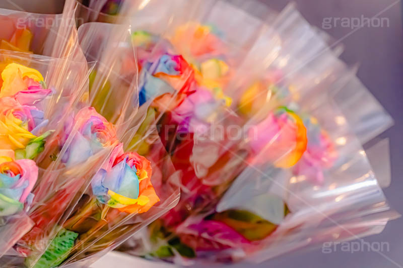 レインボーローズ,バラ,薔薇,フラワー,ローズ,花,お花,花屋,レインボー,虹色,カラフル,flower,rose,rainbow,colorful,フルサイズ撮影