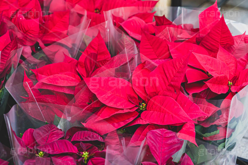 ポインセチア,クリスマスの花,デコレーション,飾り,オーナメント,真っ赤,冬,イベント,行事,花,花屋,フラワー,flower,winter,Christmas,フルサイズ撮影