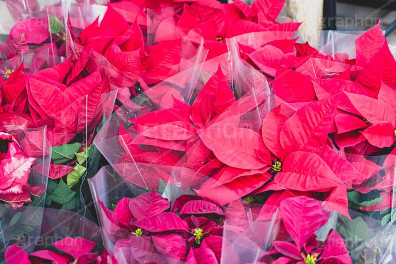 ポインセチア,クリスマスの花,デコレーション,飾り,オーナメント,真っ赤,冬,イベント,行事,花,花屋,フラワー,flower,winter,Christmas,フルサイズ撮影