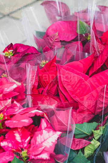 ポインセチア,クリスマスの花,デコレーション,飾り,オーナメント,真っ赤,冬,イベント,行事,花,花屋,フラワー,flower,winter,Christmas,フルサイズ撮影
