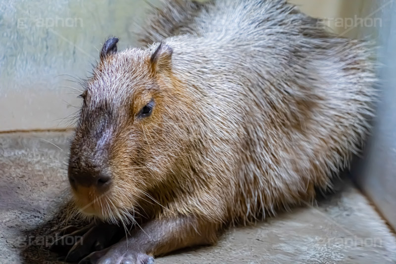 カピバラ,水豚,体毛,ネズミ科,capibara,フルサイズ撮影