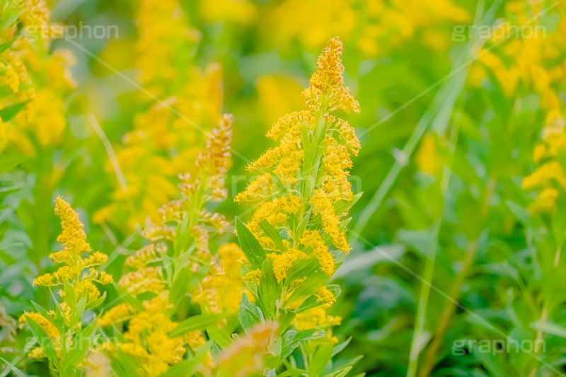 セイタカアワダチソウ,花,フラワー,秋,帰化植物,外来種,黄色,flower,autumn,フルサイズ撮影