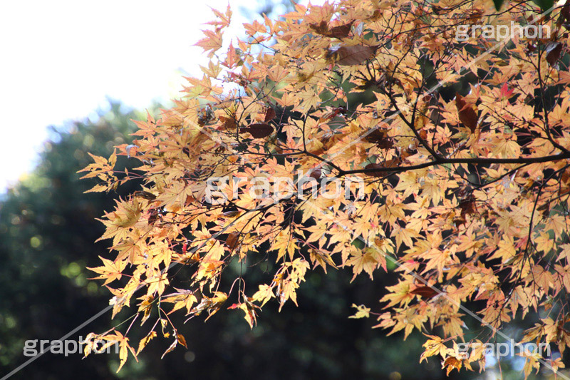 紅葉狩り,紅葉,こうよう,もみじ,モミジ,黄葉,落葉広葉樹,カエデ科,秋,季語,色づく,キレイ,きれい,綺麗,照紅葉,照葉,japan,autumn